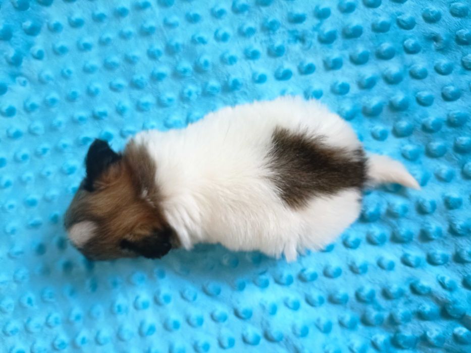 Papillon szczenięta