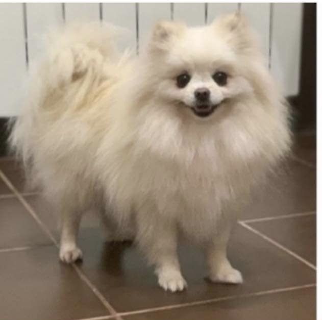 Super piekna dziewczinka. Pomeranian