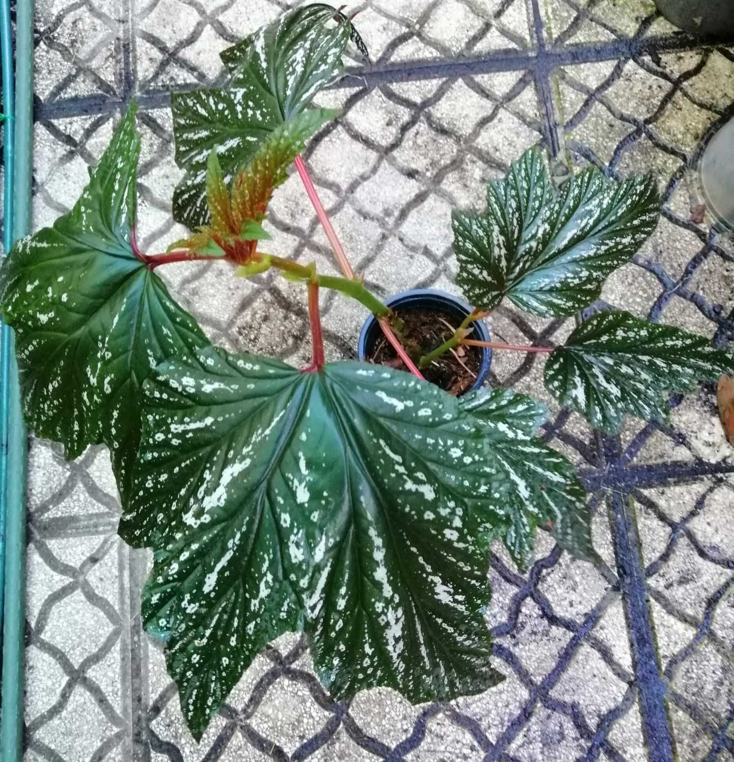 begonia sophi vecile