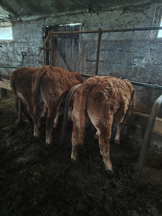 Odsadki 100% Limousine cielaki Byczki, Jałoszki 180/200kg