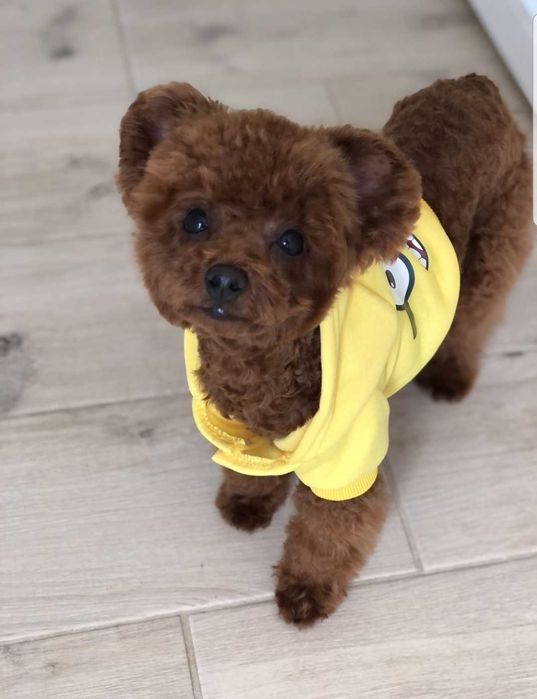 Вязка той пудель Тедди