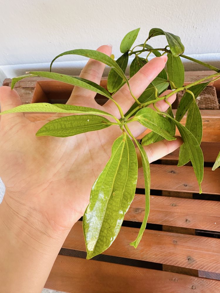 Árvore de CANELA Original