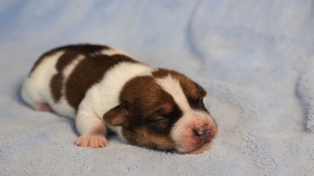 Jack Russell Terrier z hodowli "BREFIO"/badania genet./odbiór XII
