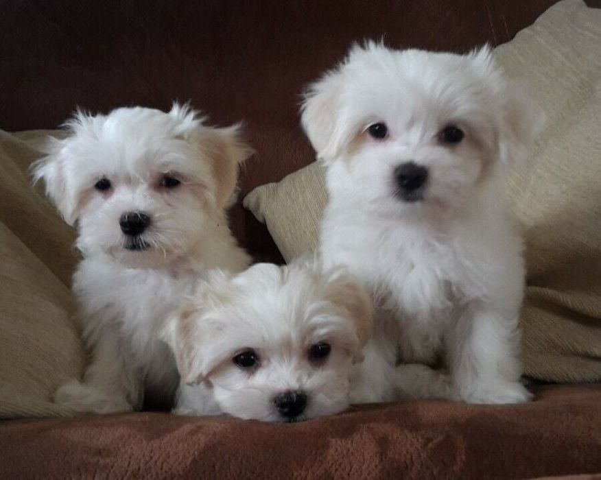 Ostatnie dwie sunie oddam w dobre rece