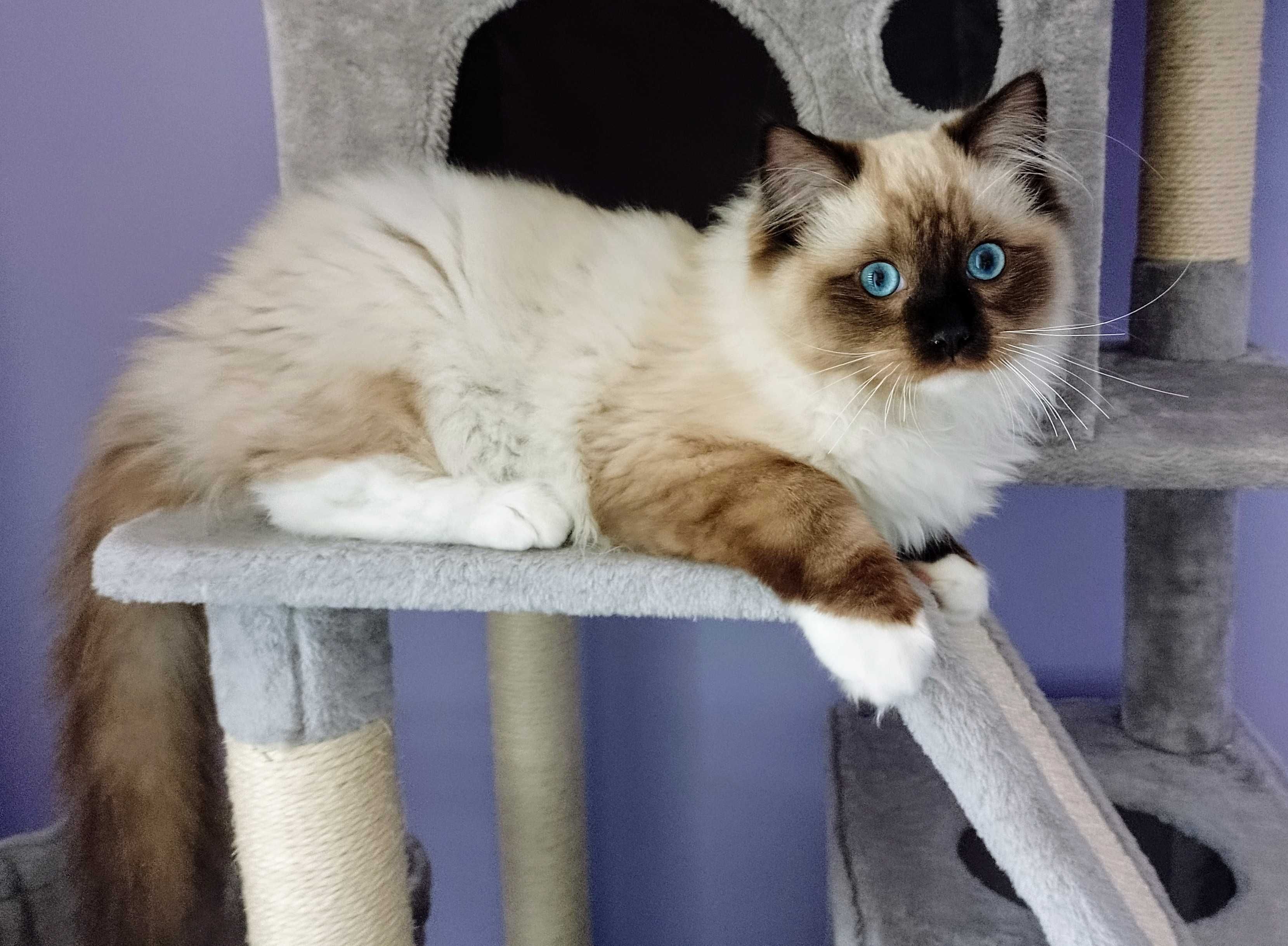 Roczny Ragdool, kocurek seal mitted