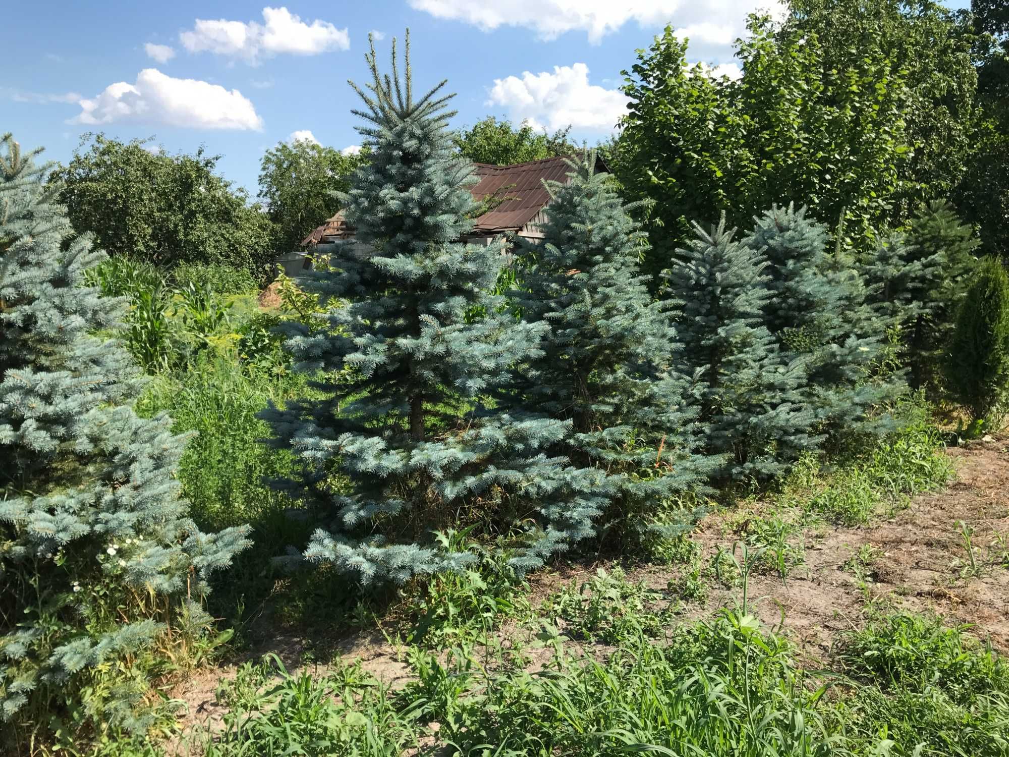 Ялинка колюча, голуба, сиза(Picea glauca)