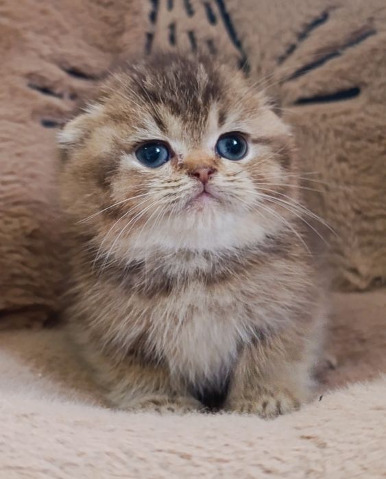 Menino scottish fold golden