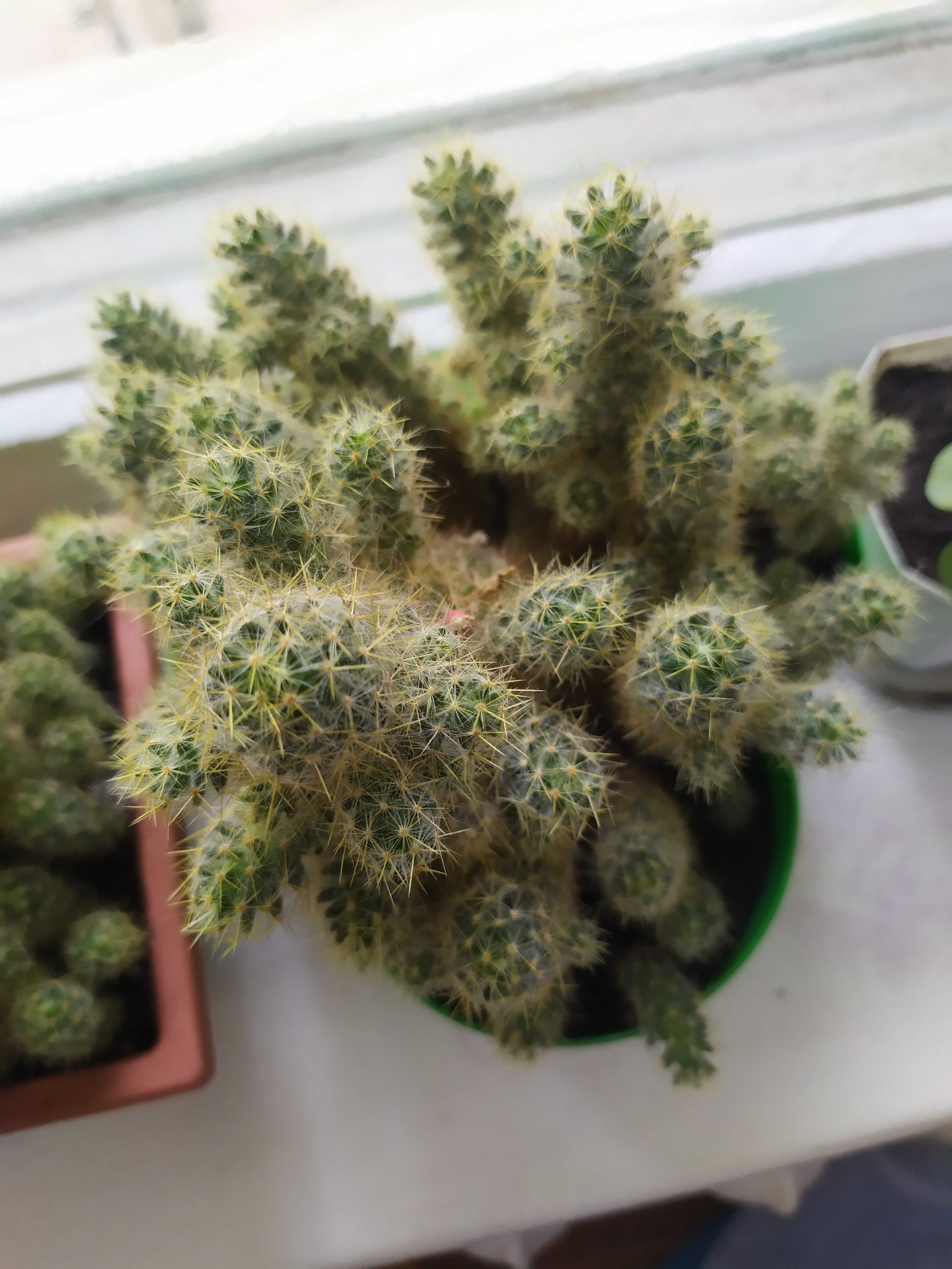 Мамілярія Проліфера Mammillaria prolifera