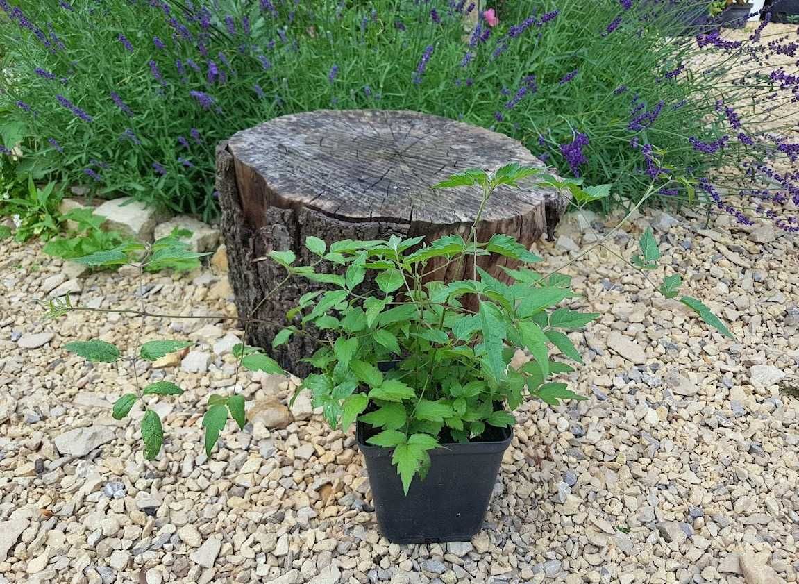 Powojnik bylinowy clematis 1.5L