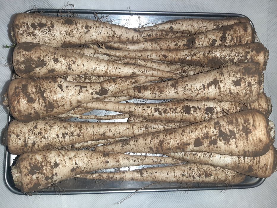 Петрушка , Корінь петрушки.