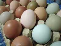 Vendo ovos coloridos caseiros