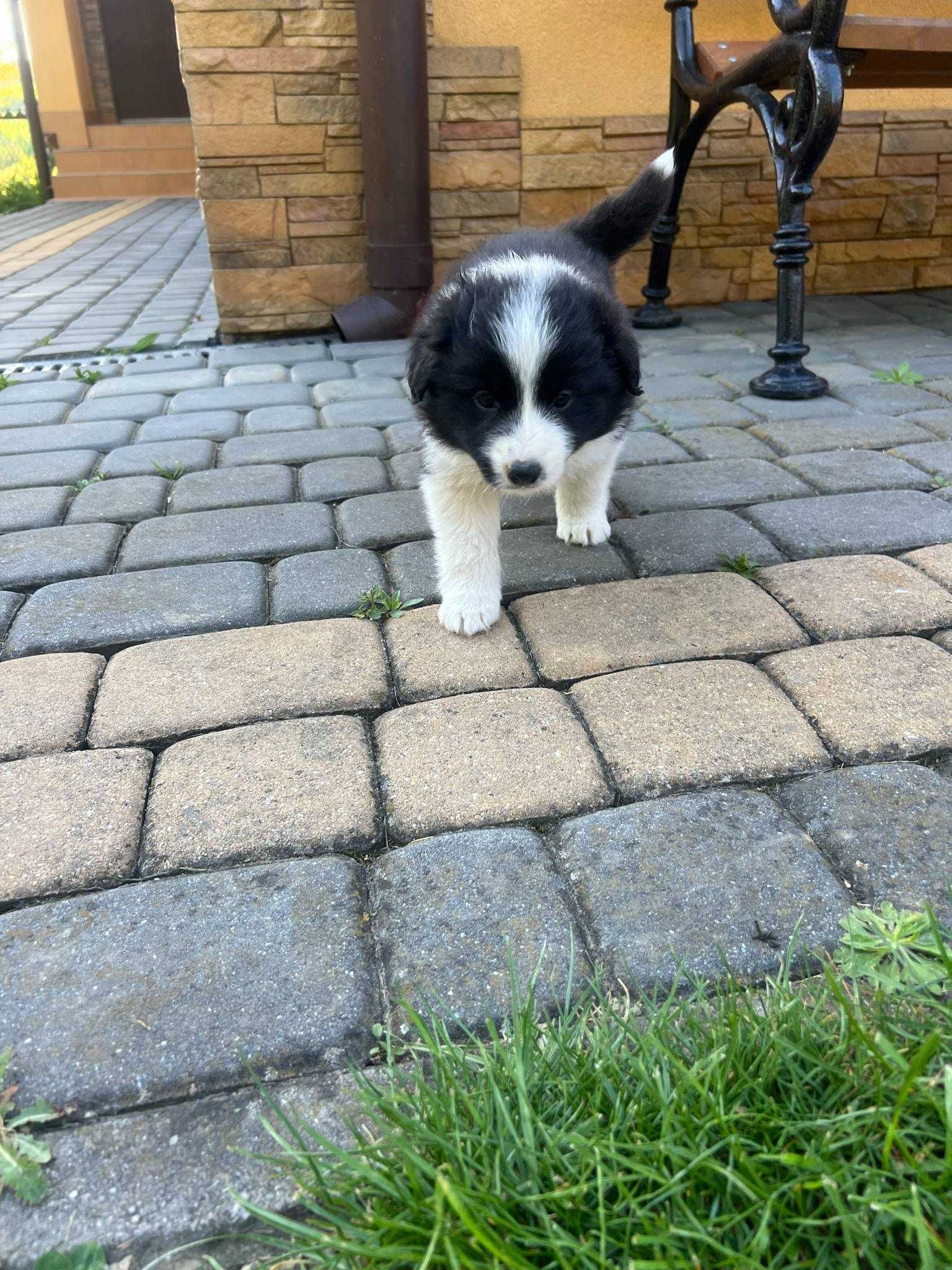 border collie suczka