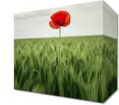 Obraz 20x20cm Samotny Mak na Polu