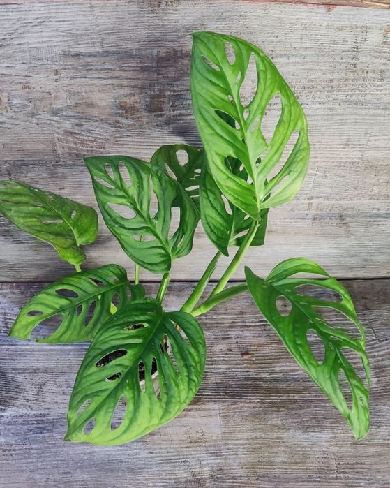 Монстера Адансона monstera adansonii, mint, variegated