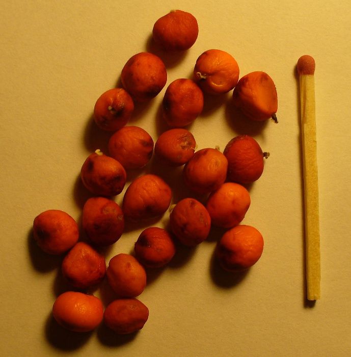 Магнолія зірчаста / Magnolia stellata (насіння, 2022 - обмежена к-сть)