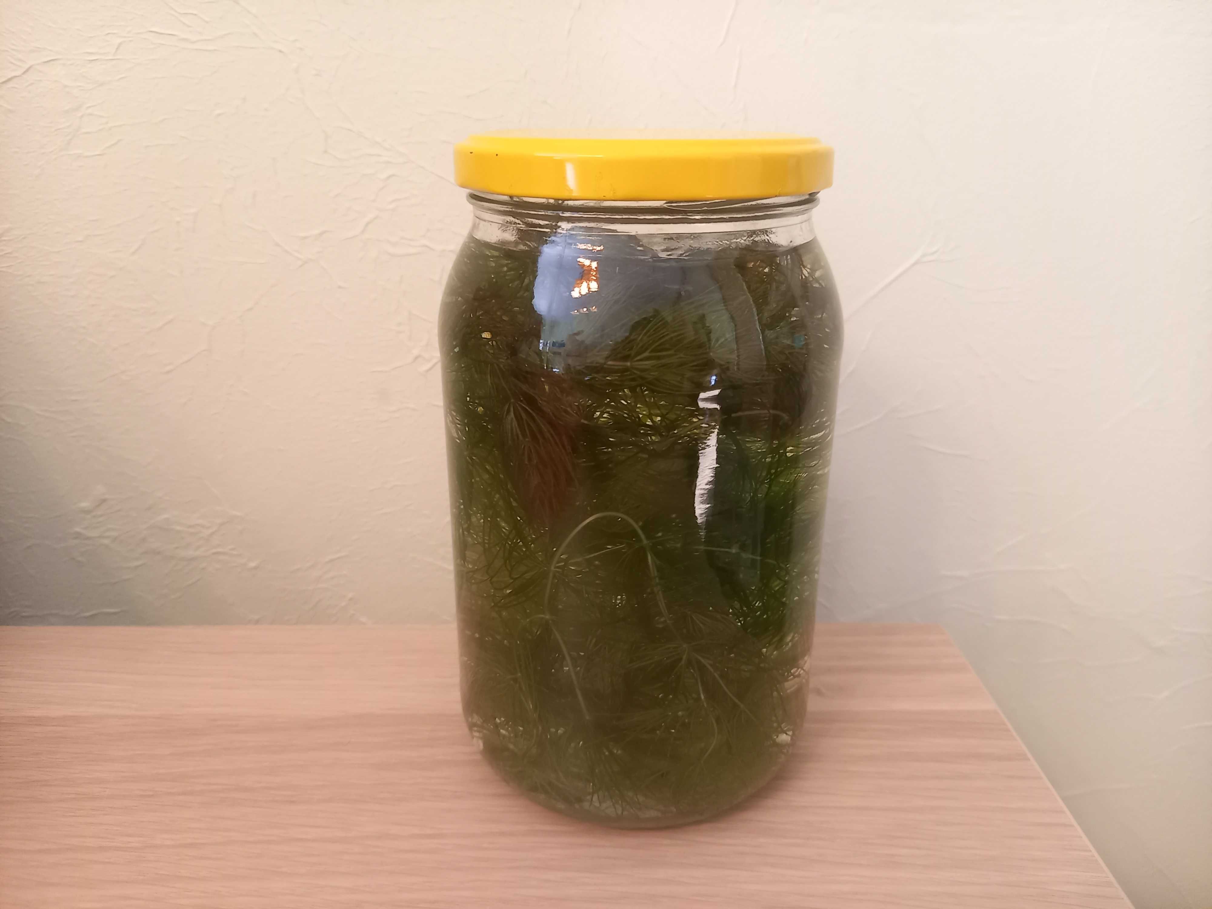 Rogatek sztywny - roślina akwariowa - słoik 1 litr