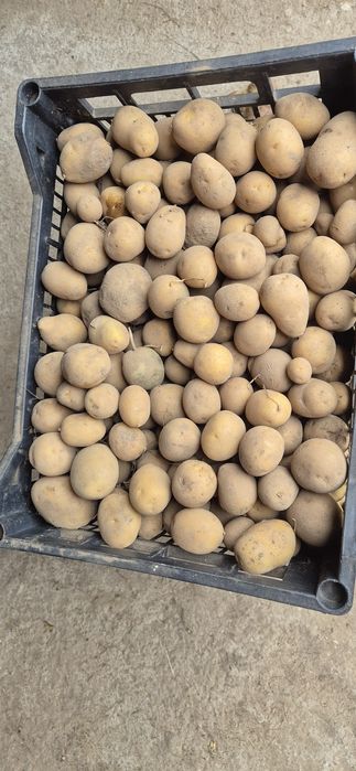 Ziemniaki ODPADOWE
