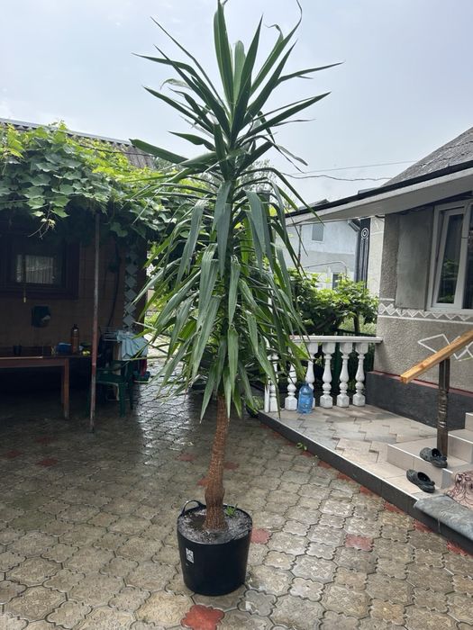 Юкка пальма вазон-дерево 280 см висоти