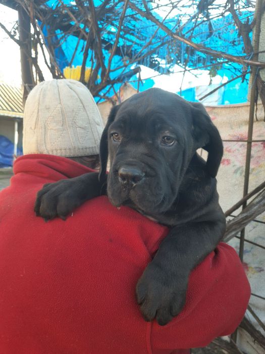 Кане корсо цуцунята