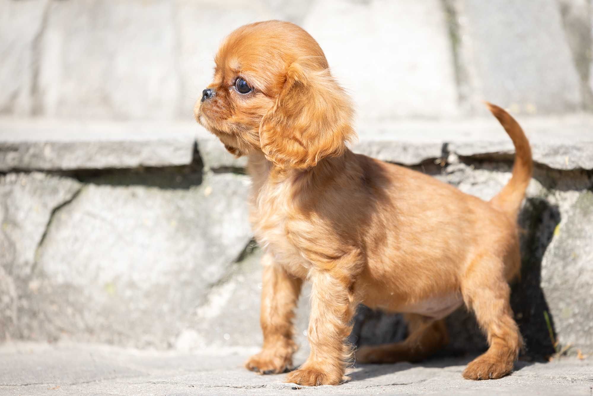 Cavalier King Charles Spaniel* Chłopczyk LUIS gotowy do odbioru
