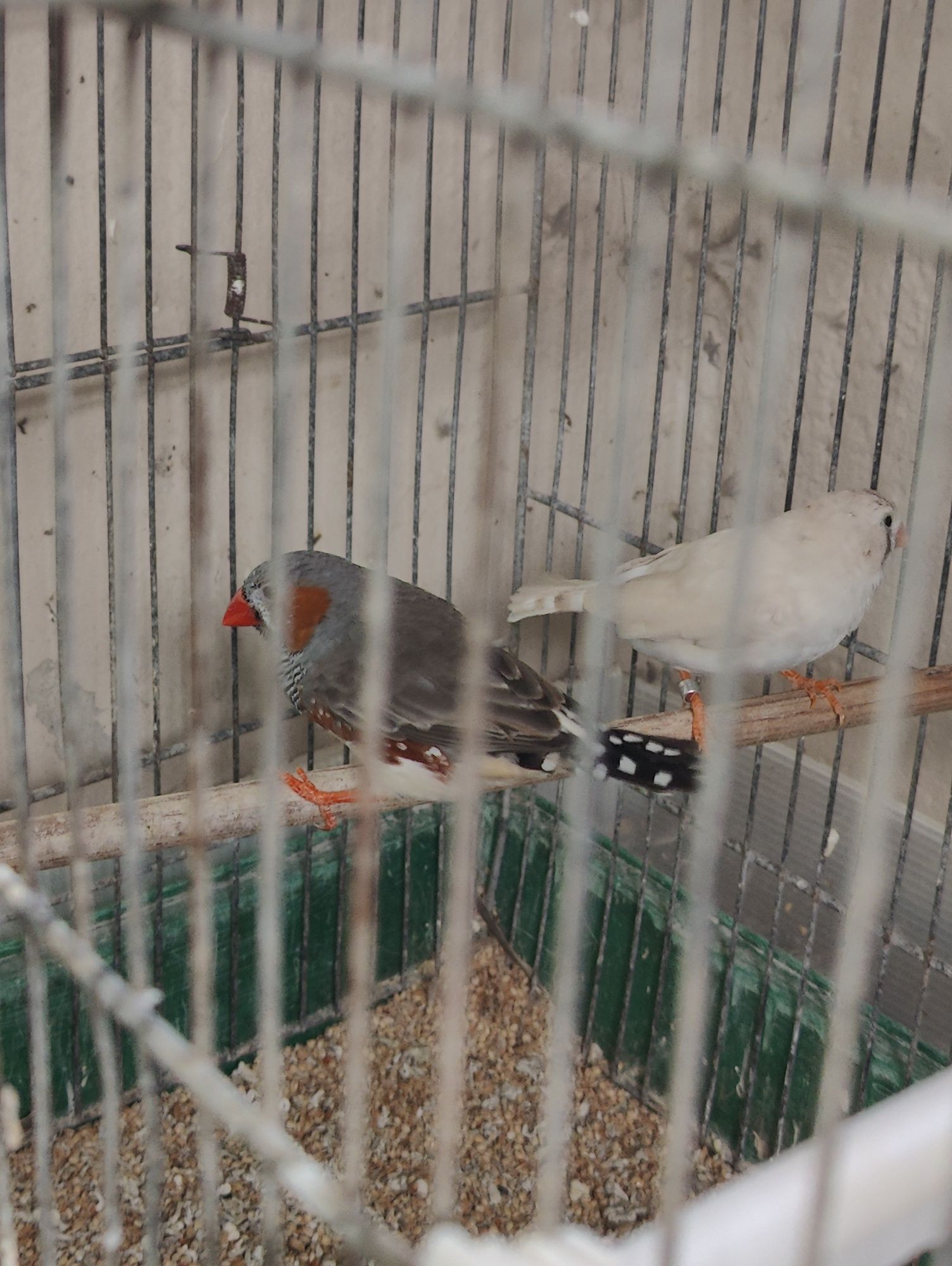 Mandarins novos para ceder