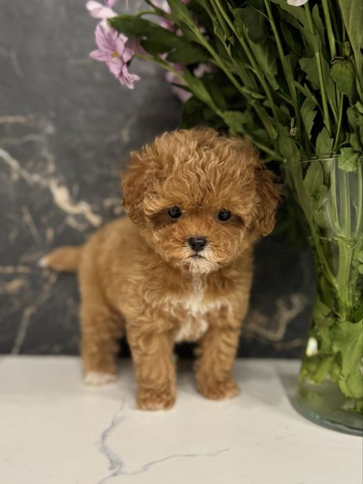 Красуня міні мальтіпу ф1. Ми в Луцьку.