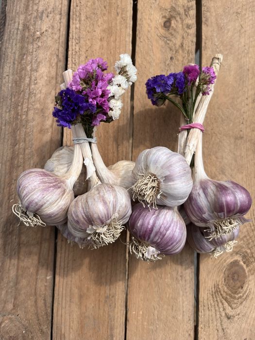Czosnek z własnej uprawy