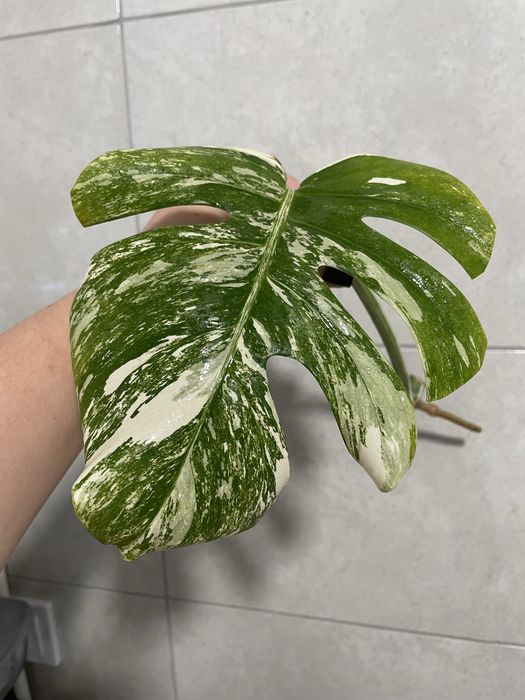 Монстера Аlbo white var, Тайське сузірʼя
