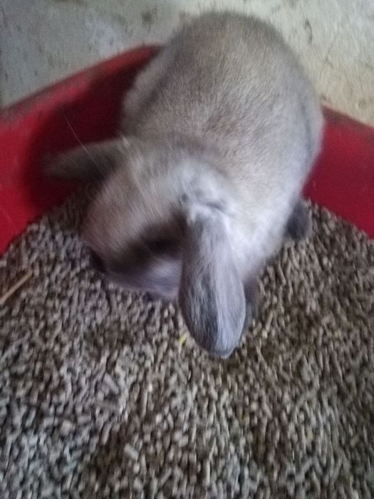 Вислоухие мини крольчата