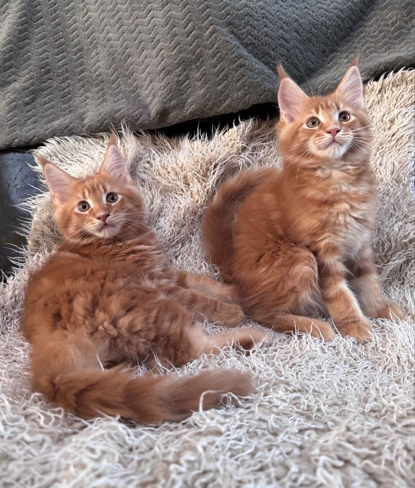 Maine Coon kocurek Rudy pregowanyREZERWACJA