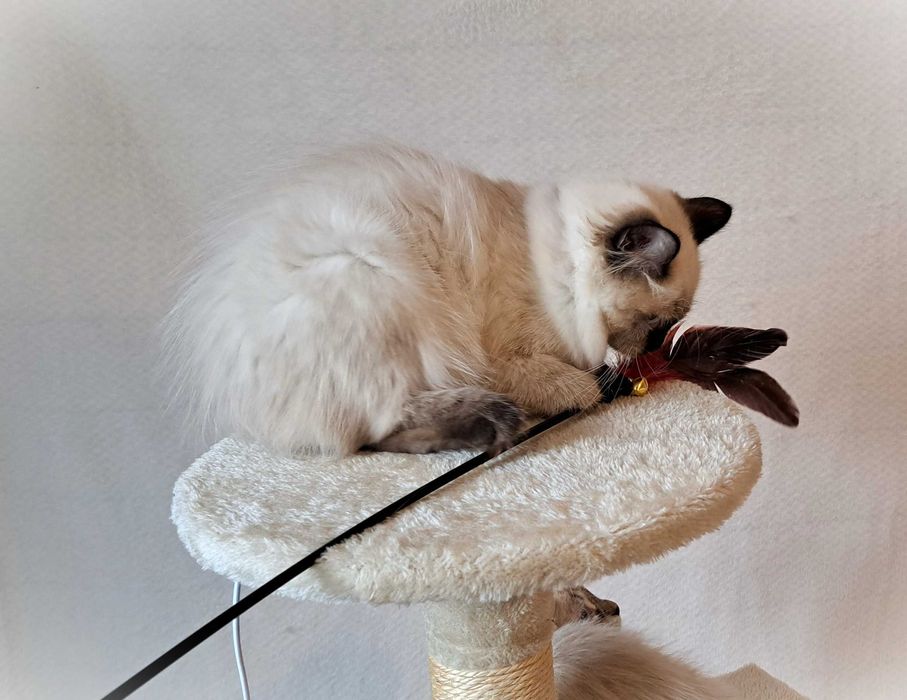 Kotka Neva Masquerade – spokojna, zielony obserwator, Misty