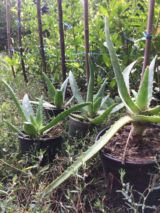 Алоэ вера лечебный