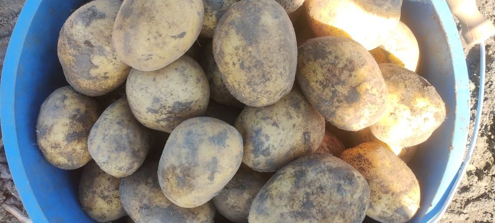 Ziemniaki Soraya,Bellarosa, Vineta, Denar