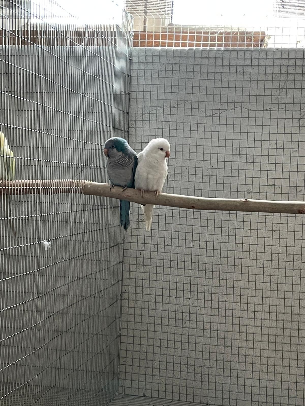 Casal de conures 2021