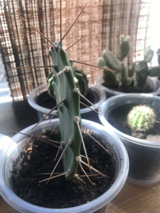 Детки кактусов микс
