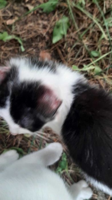 Mi to piękna ok 3 mcz kicia czeka na odpowiedziaalny dom Katarzyna