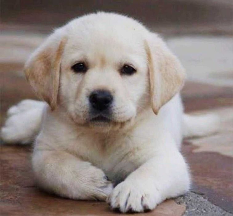 Labrador Retriever "BEJES"