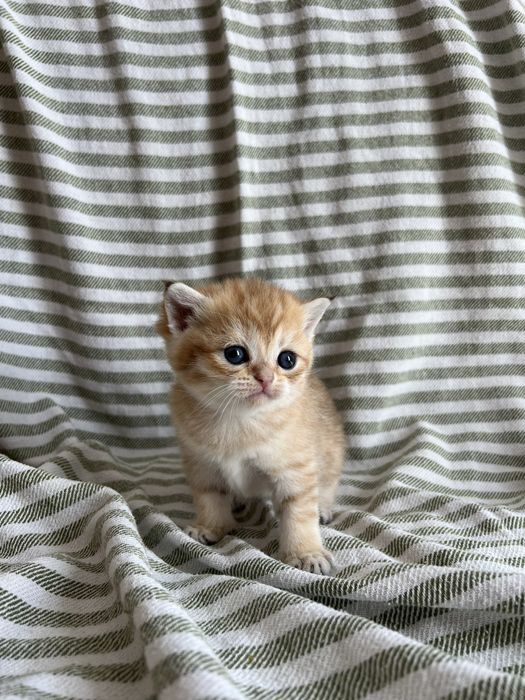 Котята британської шиншили
