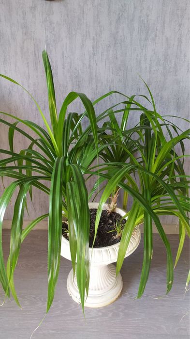 Большой комнатный вазон панданус или винтовая пальма