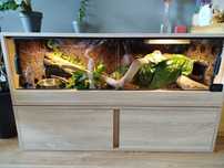 Terrarium z wężem