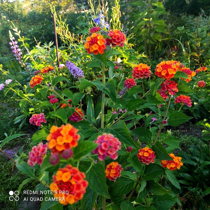 Лантани різних кольорів