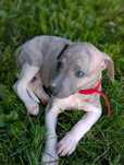 Whippet ZKwP sunia MICHELLE