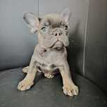 Buldog Francuski- Piesek Blue Tan