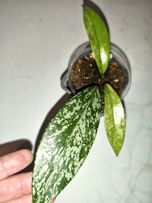 Хойя Френсо бьюти