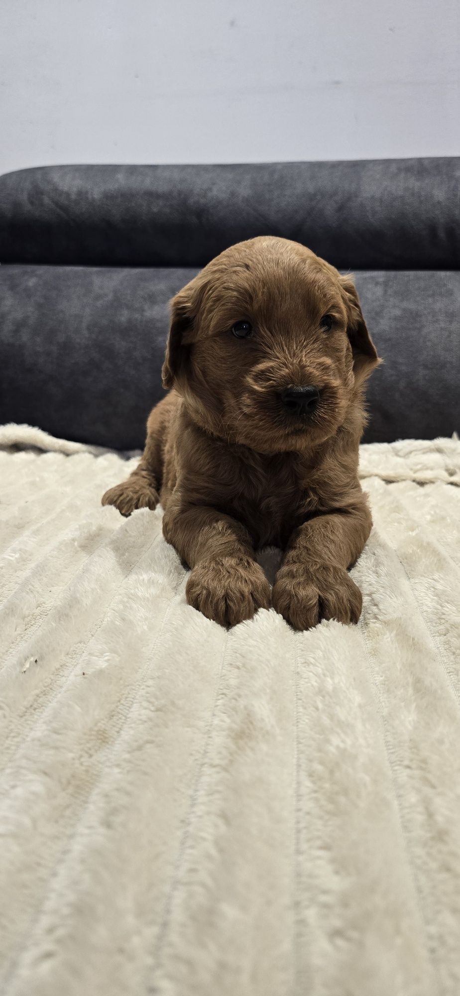 Goldendoodle f1 standard piesek red-brown