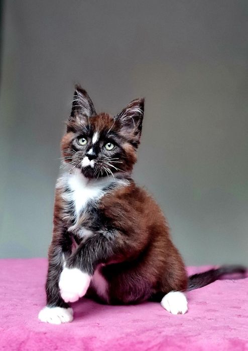 Maine coon, kocurek czarny z białym