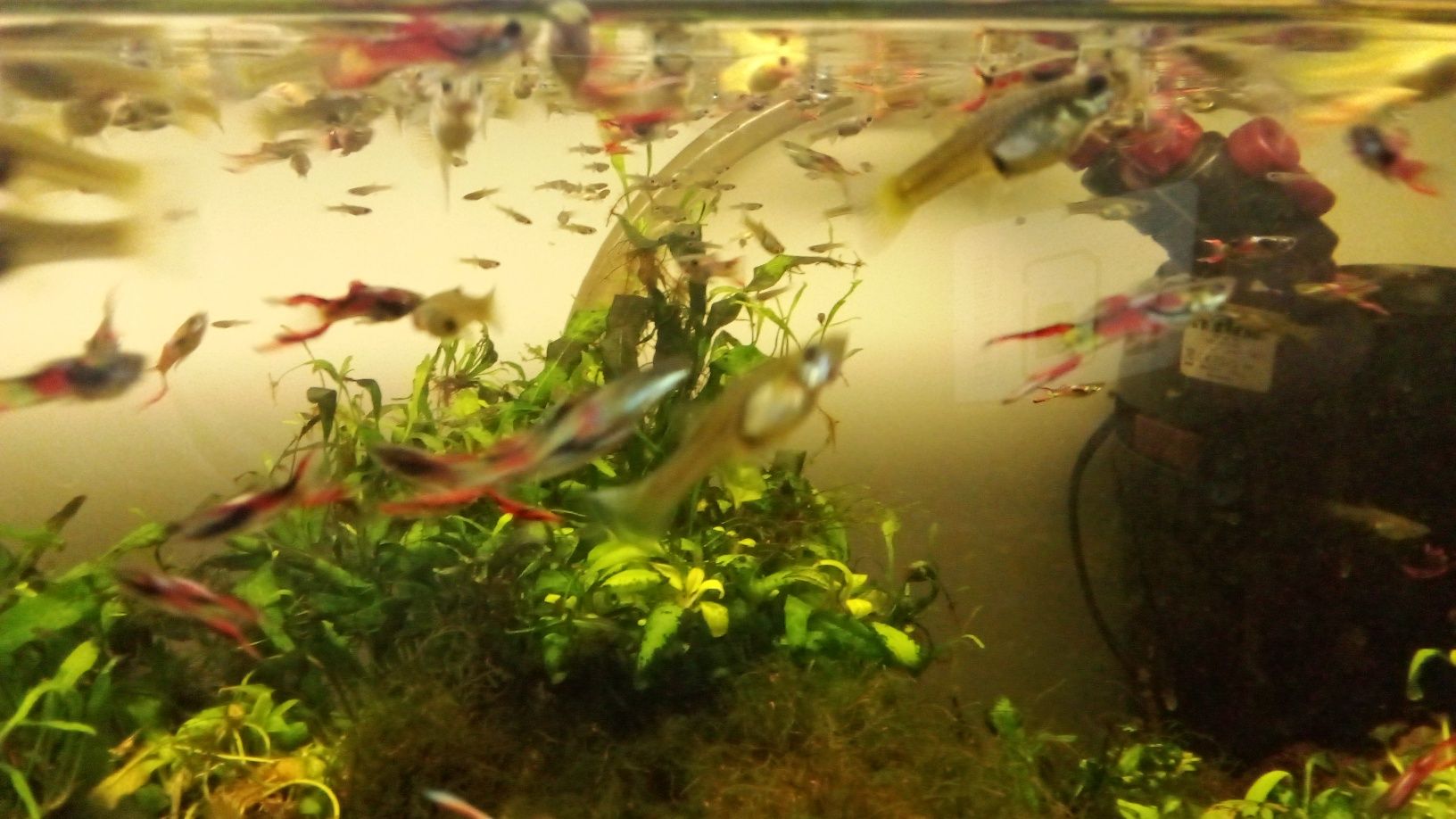 Endlers guppy adultos