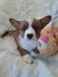 **Welsh Corgi Cardigan ** sliczna sunia  do rezerwacji