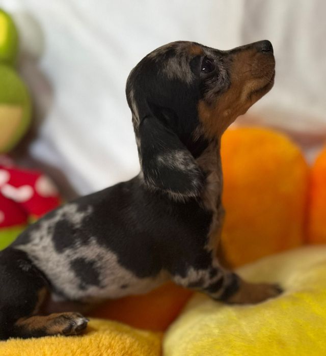 Jamnik króliczy/miniatura przecudna sunia piebald merle
