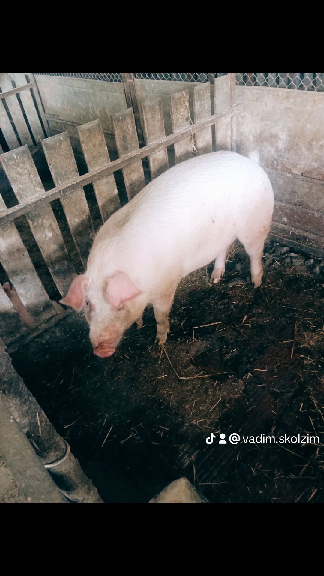 Свині та Барани 85грн/кг Живою вагою